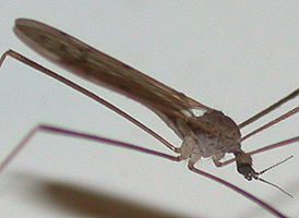 Tipula ultima